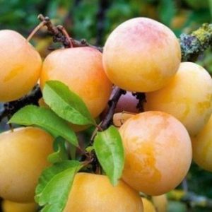 Купить саженцы сливы Воронеж